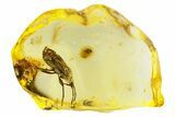 Detailed Fossil True Bug (Heteroptera) w/ Spider Webs In Baltic Amber #357920-2